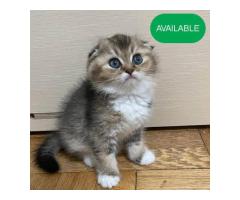 3 Scottish fold boy ,green eyes first deworming and first vaccination Sale in Brooklyn New York