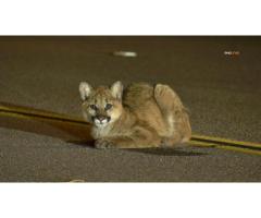 В Castaic спасли раненого детеныша пумы