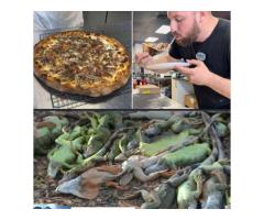 Пиццу с мясом игуаны начали подавать в одном из ресторанов во Флориде