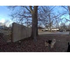 Безымянная и бездомная собака, живущая в этом районе