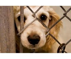 иммигрантов могут депортировать за жестокое обращение с животными.