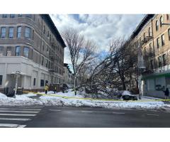 Снежный шторм повалил десятки деревьев в Нью-Йорке